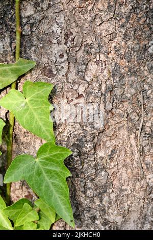 Nahaufnahme der reifen grünen Weinblätter mit braunem Baum weichen Fokus natürlichen grün braunen Hintergrund. Stockfoto