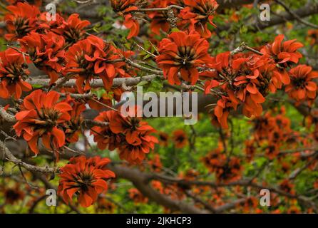 Indischer Korallenbaum. Orange Blume bekannt als Osterblume, Tiger's Claw, Sunshine Tree oder Mountain Ebony. Botanischer Name: Erythhrina variegata. Es blüht Stockfoto