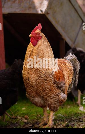 Eine vertikale Nahaufnahme von Bielefelder Kennhuhn Hähnchen deutscher Rasse Stockfoto