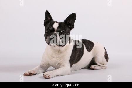 Eine schwarz-weiße französische Bulldogge, die sich auf weißem Hintergrund niederlegt Stockfoto