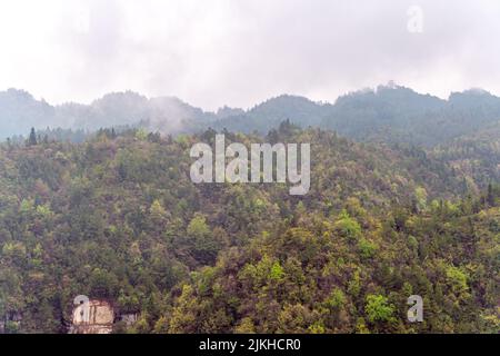 Eine Luftaufnahme des grünen Waldes mit üppiger Vegetation Stockfoto
