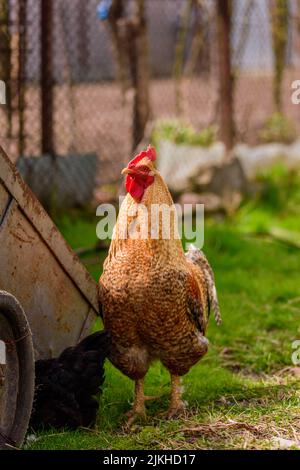 Eine vertikale Nahaufnahme eines Bielefelder Kennhuhn-Hähnchens deutscher Rasse Stockfoto