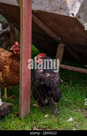 Eine vertikale Nahaufnahme von zwei braunen und schwarzen Hühnern auf dem Gras Stockfoto