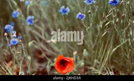 Eine Nahaufnahme eines einzelnen Mohns und Kornblumen auf einem Feld Stockfoto