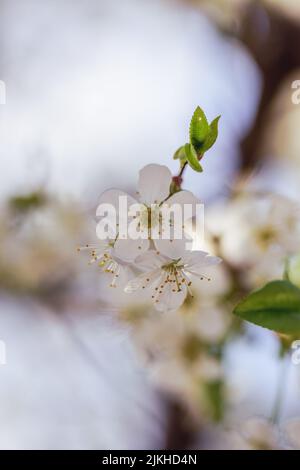 Eine vertikale Nahaufnahme der weißen Kirschblüte am Tag Stockfoto
