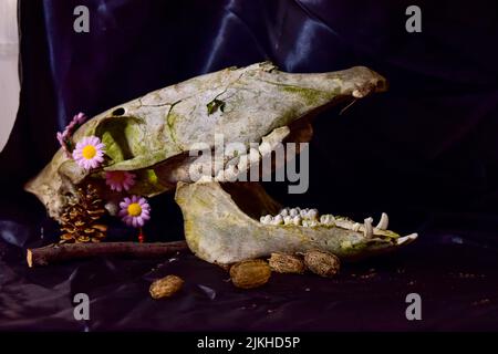 Nahaufnahme eines Schädels eines Tieres mit Blumen auf dem Seidenstoff Stockfoto