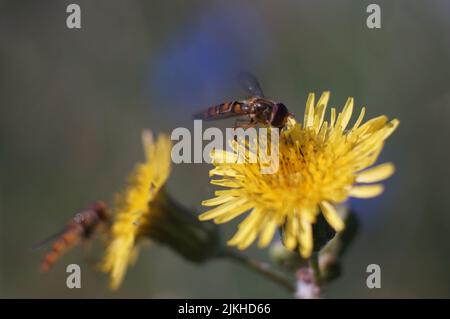 Eine Nahaufnahme von zwei Marmelade-Schwebfliegen auf Dandelion-Blumenpflanzen mit verschwommenem Hintergrund Stockfoto