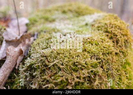 Eine Nahaufnahme eines Baumstumpens, der mit Moos in einem Wald bedeckt ist Stockfoto