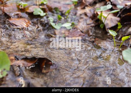 Eine Nahaufnahme von abgefallenen getrockneten Blättern auf dem Boden, bedeckt mit Wasser Stockfoto