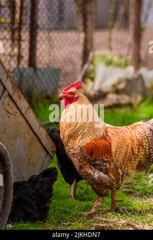 Eine vertikale Nahaufnahme eines Bielefelder Kennhuhn-Hähnchens auf dem Gras Stockfoto