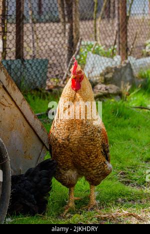 Eine vertikale Nahaufnahme eines Bielefelder Kennhuhn-Hähnchens auf dem Gras Stockfoto