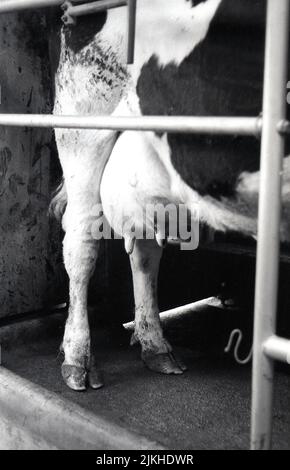 1960s, historisch, die Hinterbeine einer Milchkuh mit Euter und Milchdrüsen, warten auf das Melken, England, Großbritannien. Stockfoto