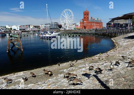 Victorian Pierhead Building, Senedd Building und Canada Geese, Cardiff Bay, Cardiff, Wales, Großbritannien. Stockfoto