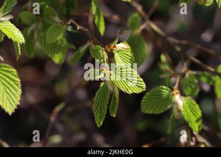 Die ersten grünen Blätter auf den Ästen eines Baumes im Frühjahr Stockfoto
