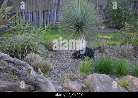 Ein tasmanischer Teufel in der Ferne mit gebranntem Yucca-Pflanzen und Sträuchern im Wald Stockfoto