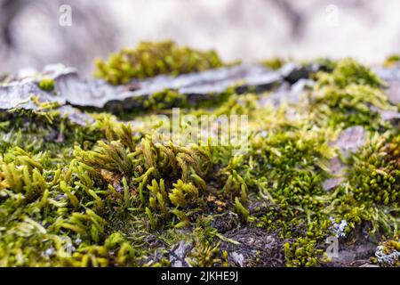 Eine Nahaufnahme von grünem Moos, das in einem Wald vor verschwommenem Hintergrund wächst Stockfoto