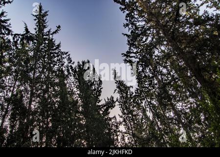 Eine Aufnahme von hohen Kiefernbäumen unter dem Abendhimmel in einem niedrigen Winkel – ideal für Hintergründe Stockfoto
