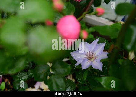 Eine Nahaufnahme von schönen Clematis-Blumen in einem Garten Stockfoto