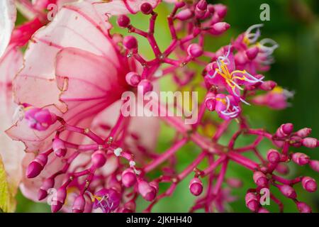 Eine Nahaufnahme einer rosa Medinilla, die im Frühjahr im Garten angebaut wurde Stockfoto