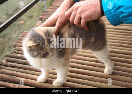 Flauschige langhaarige Calico-Katze bekommt ein liebevolles Streicheln Stockfoto