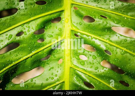 Eine grüne Blattstruktur mit Wassertropfen darauf im Garten im Frühjahr Stockfoto