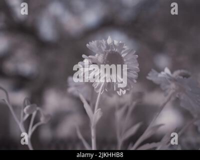 Eine Makroansicht von zarten weißen Blumen vor dem verschwommenen Hintergrund Stockfoto