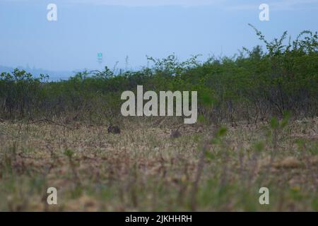 Wildkaninchen am frühen Morgen in der Kieler Förde in Kiel. Stockfoto