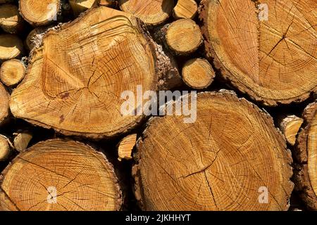 Gestapeltes Brennholz von Lärchenbäumen mit unterschiedlichen Durchmessern der Äste und Stämme, Wallis, Schweiz. Stockfoto
