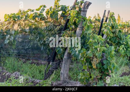 Rosé-Weintraube im Weinberg bei Sonnenuntergang. Stockfoto