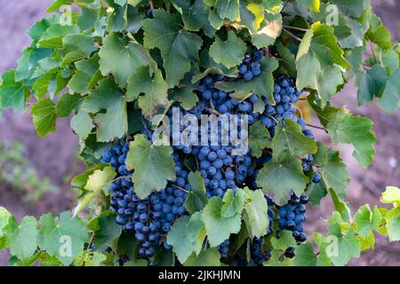 Malbec Weingut, in Mendoza, Argentinien. Stockfoto