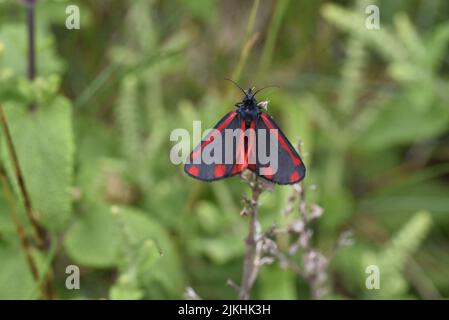 Nahaufnahme einer Cinnabar Moth (Tyria jacobaeae) vor einem verschwommenen grünen Blatthintergrund, mit offenen Flügeln und klaren Markierungen, im Juni in Großbritannien Stockfoto