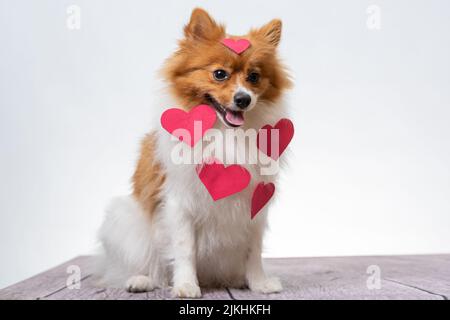 Ein deutscher Spitz mit roten Herzen auf weißem Hintergrund zum Muttertag Stockfoto