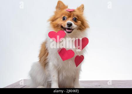 Ein Porträt des deutschen Spitzes mit roten Herzen auf weißem Hintergrund Stockfoto