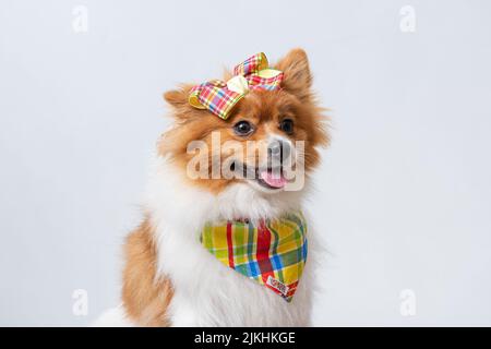 Ein süßer spitz in einem bunten Schal und einer Schleife auf weißem Studiohintergrund. Stockfoto