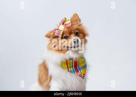 Ein süßer spitz in einem bunten Schal und einer Schleife auf weißem Studiohintergrund. Stockfoto