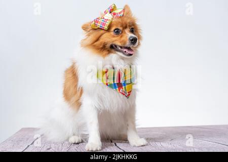 Ein süßer spitz in einem bunten Schal und einer Schleife auf weißem Studiohintergrund. Stockfoto