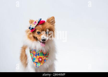 Ein süßer spitz in einem bunten Schal und einer Schleife auf weißem Studiohintergrund. Stockfoto