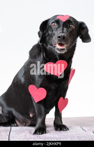 Eine vertikale Aufnahme eines niedlichen schwarzen Labradors mit einigen roten herzförmigen Aufklebern auf weißem Hintergrund. Stockfoto