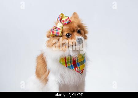 Ein süßer spitz in einem bunten Schal und einer Schleife auf weißem Studiohintergrund. Stockfoto