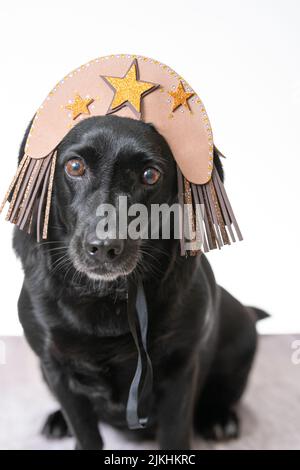 Ein süßer schwarzer Labrador in einem lustigen Hut mit Sternen auf weißem Hintergrund. Stockfoto