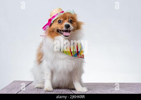 Ein süßer spitz in einem bunten Schal und einem Hut auf weißem Studiohintergrund. Stockfoto