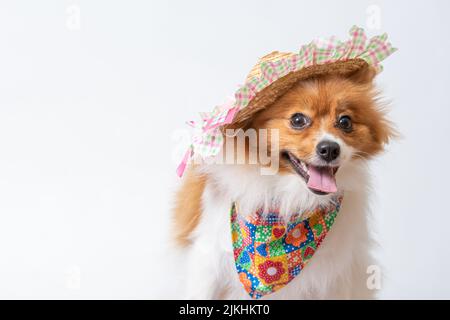 Ein süßer spitz in einem bunten Schal und einem Hut auf weißem Studiohintergrund. Stockfoto