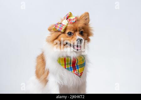 Ein süßer spitz in einem bunten Schal und einer Schleife auf weißem Studiohintergrund. Stockfoto