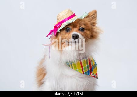 Ein süßer spitz in einem bunten Schal und einem Hut auf weißem Studiohintergrund. Stockfoto