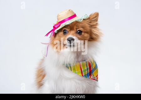 Ein süßer spitz in einem bunten Schal und einem Hut auf weißem Studiohintergrund. Stockfoto