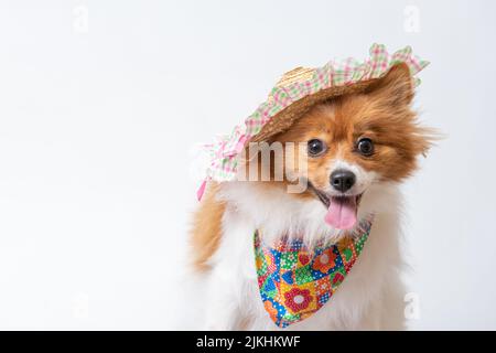 Ein süßer spitz in einem bunten Schal und einem Hut auf weißem Studiohintergrund. Stockfoto