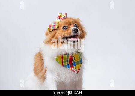 Ein süßer spitz in einem bunten Schal und einer Schleife auf weißem Studiohintergrund. Stockfoto