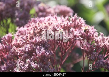 Eine malerische Aussicht auf Bienen, die auf rosa, süß duftenden joe pye-Unkrautblumen in einem verschwommenen Hintergrund thronen Stockfoto