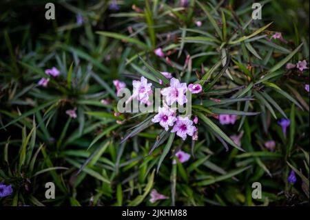 Eine selektive Fokusaufnahme von kleinen rosa Blüten Stockfoto
