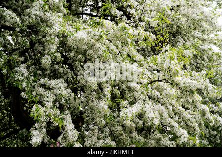 Malus Transitoria, Crabapple, Rosaceae, Crabapple. Auffällige weiße Blüte dieses Baumes. Stockfoto